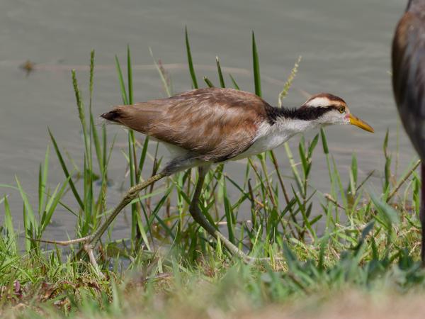 Leljacana (Jacana jacana)